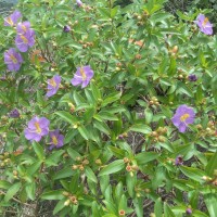 Osbeckia aspera Blume